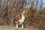 BORDER COLLIE 035